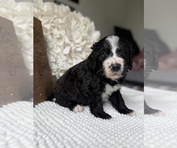 Medium Photo #11 Bernedoodle Puppy For Sale in BELMONT, NC, USA