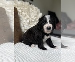 Small #10 Bernedoodle