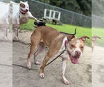 Small #3 American Pit Bull Terrier Mix