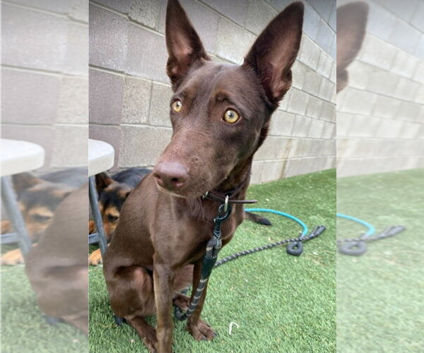 Medium Photo #3 Australian Kelpie-Unknown Mix Puppy For Sale in Lakewood, CO, USA