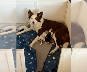 Border Collie Puppy for sale in MARYVILLE, TN, USA