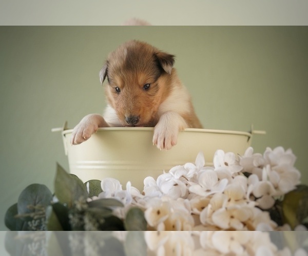Medium Photo #7 Collie Puppy For Sale in PILOT, VA, USA
