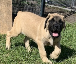 Mastiff Puppy for sale in CHAUVIN, LA, USA
