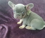 Puppy Green French Bulldog