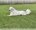 Small #4 Great Pyrenees