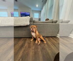 Bowser (previously known as GG) - Male Bulldog Dog for Adoption - Small photo