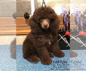 Poodle (Miniature) Puppy for sale in JEMEZ SPRINGS, NM, USA