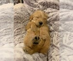 Small Photo #10 Labradoodle Puppy For Sale in TAYLORVILLE, IL, USA