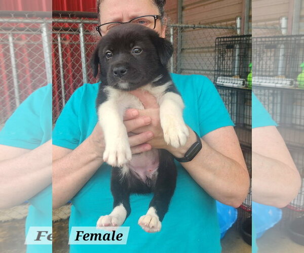 Medium Photo #3 Labrador Retriever-Unknown Mix Puppy For Sale in Royal Palm Beach, FL, USA