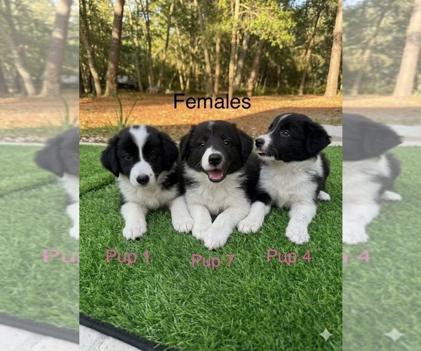 Medium Photo #1 Border Collie Puppy For Sale in LECANTO, FL, USA