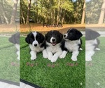 Small Border Collie