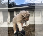 Small Photo #2 Australian Shepherd Puppy For Sale in WEST MONROE, LA, USA