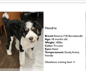 Father of the Bernedoodle puppies born on 01/24/2022