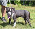 Small Photo #3 American Pit Bull Terrier Puppy For Sale in Glen Allen, VA, USA