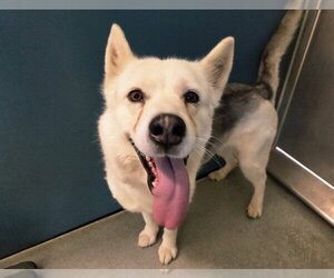 Siberian Husky Dogs for adoption in San Clemente, CA, USA