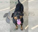 Small Rottweiler Mix