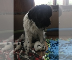 Mother of the Newfoundland puppies born on 05/11/2023