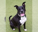 Small #5 American Pit Bull Terrier Mix