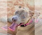 Small #1 American Staffordshire Terrier Mix