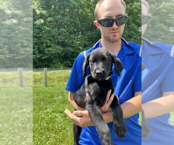 Medium Photo #1 Labrador Retriever Puppy For Sale in NEOLA, WV, USA