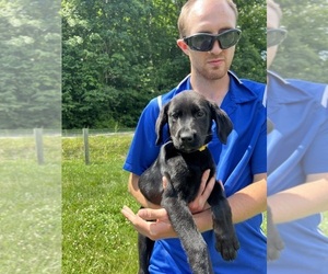 Labrador Retriever Puppy for sale in NEOLA, WV, USA