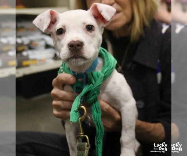 Medium Photo #5 Chihuahua-Unknown Mix Puppy For Sale in Washington, DC, USA