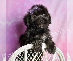 Medium Morkie