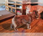 Small Photo #1 Sheprador Puppy For Sale in ABILENE, TX, USA