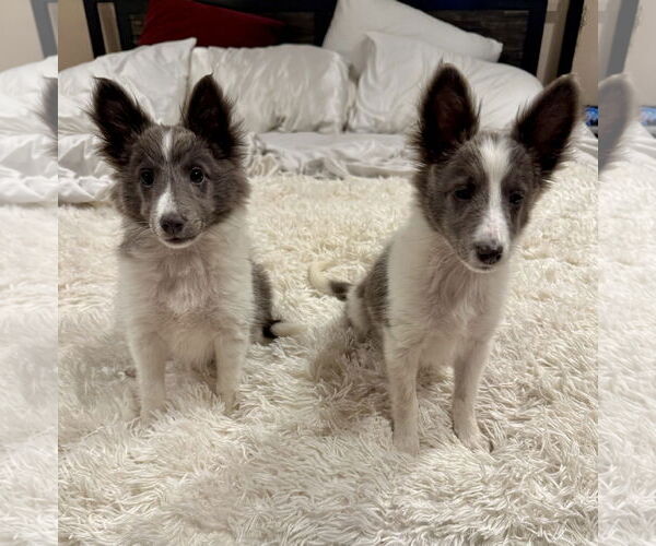 Medium Photo #5 Mutt Puppy For Sale in Newport Beach, CA, USA