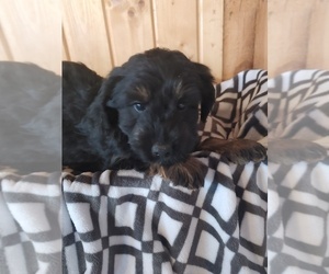 Aussiedoodle Miniature Puppy for sale in CANON CITY, CO, USA