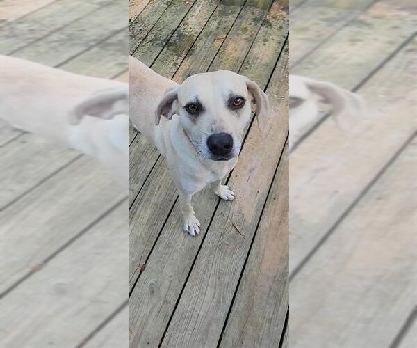 Medium Photo #6 Labrador Retriever-Unknown Mix Puppy For Sale in Murfreesboro, NC, USA