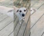Small #5 Labrador Retriever Mix