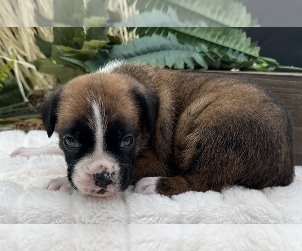 Medium Photo #8 Boxer Puppy For Sale in PAWNEE CITY, NE, USA