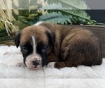 Small #7 Boxer