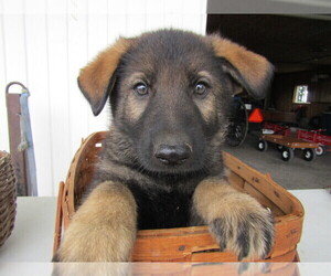 German Shepherd Dog Puppy for sale in SYLVANIA, OH, USA