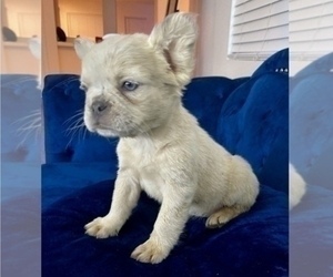 French Bulldog Puppy for sale in ORLANDO, FL, USA