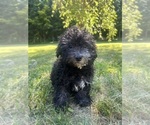 Small #20 Poodle (Miniature)