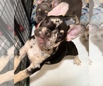 Puppy Cookie French Bulldog