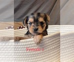 Small Photo #12 Yorkshire Terrier Puppy For Sale in HAMPTON, VA, USA