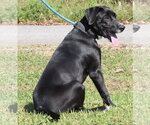Small Photo #4 Labrador Retriever-Unknown Mix Puppy For Sale in Prattville, AL, USA
