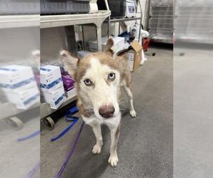 Alaskan Malamute Dogs for adoption in Forestville, MD, USA