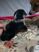 Small Photo #10 Border Collie-Pembroke Welsh Corgi Mix Puppy For Sale in ORCHARD, CO, USA