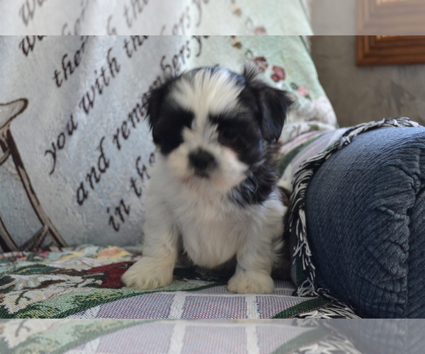 Medium Photo #7 Shih Tzu-Zuchon Mix Puppy For Sale in GREENWOOD, WI, USA