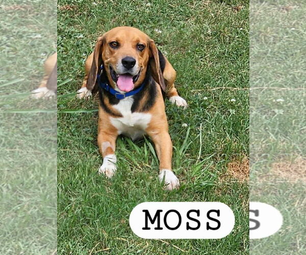 Medium Photo #2 Beagle Puppy For Sale in Woodbury, NY, USA