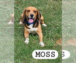 Small #1 Beagle