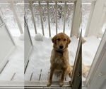 Small #4 Golden Retriever