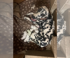 Mother of the Dalmatian puppies born on 05/08/2022