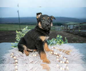 Medium German Shepherd Dog