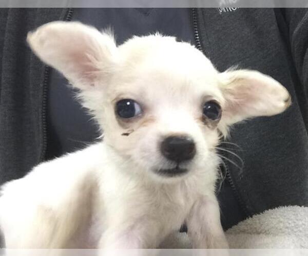 Medium Photo #1 Chihuahua Puppy For Sale in Riverside, CA, USA