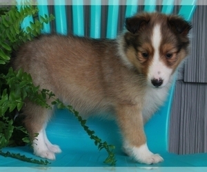 Shetland Sheepdog Puppy for sale in FREDERICKSBURG, OH, USA